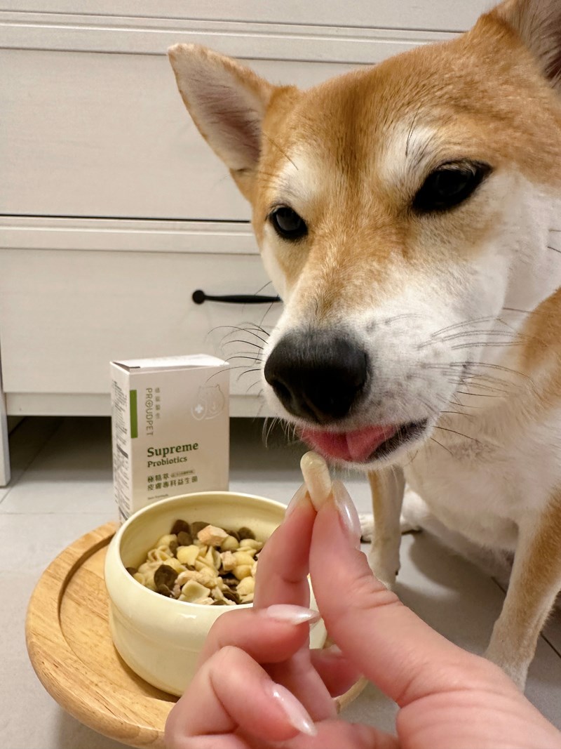 試用